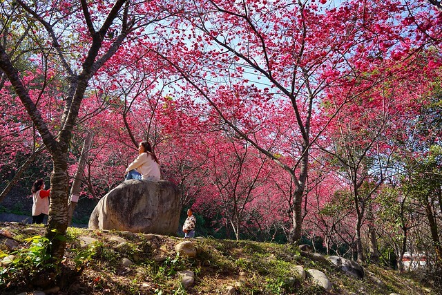 台中市中區2024新社櫻花季｜台中新社免費賞櫻景點大放送，賞櫻懶人包!