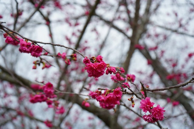 台中市中區2024新社櫻花季｜台中新社免費賞櫻景點大放送，賞櫻懶人包!