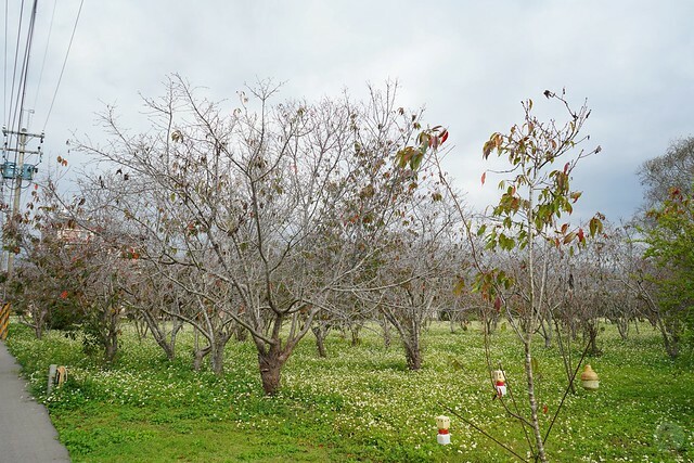 台中市中區2024新社櫻花季｜台中新社免費賞櫻景點大放送，賞櫻懶人包!