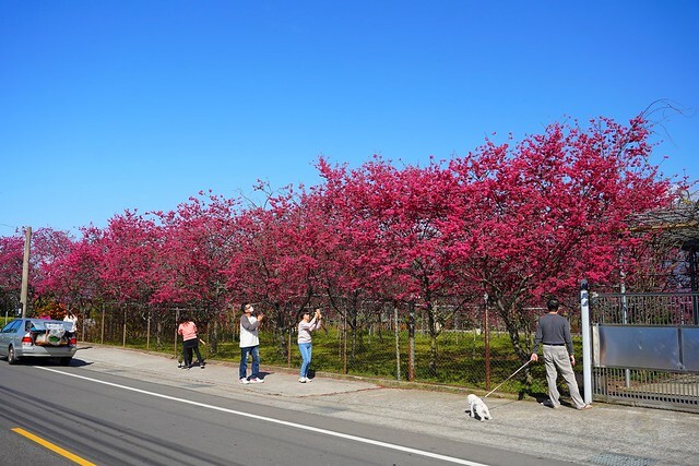 台中市中區2024新社櫻花季｜台中新社免費賞櫻景點大放送，賞櫻懶人包!