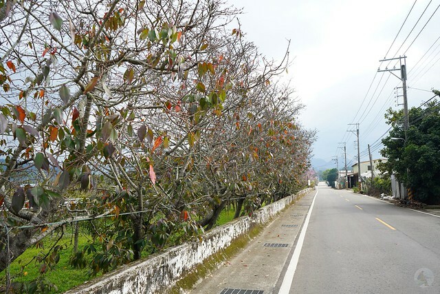 台中市中區2024新社櫻花季｜台中新社免費賞櫻景點大放送，賞櫻懶人包!
