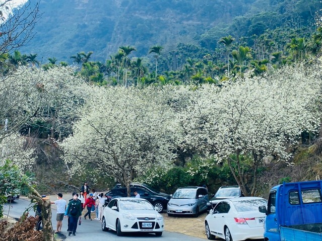 雲林縣古坑鄉2024青山坪農場｜1月15日登場，雲林賞花新秘境，粉色櫻花，免費入園