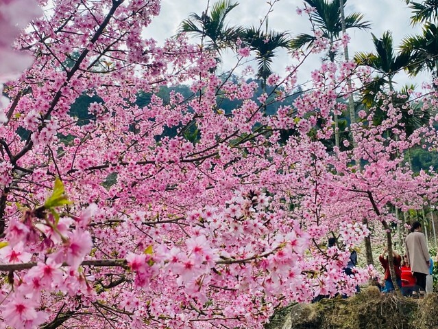 雲林縣古坑鄉2024青山坪農場｜1月15日登場，雲林賞花新秘境，粉色櫻花，免費入園