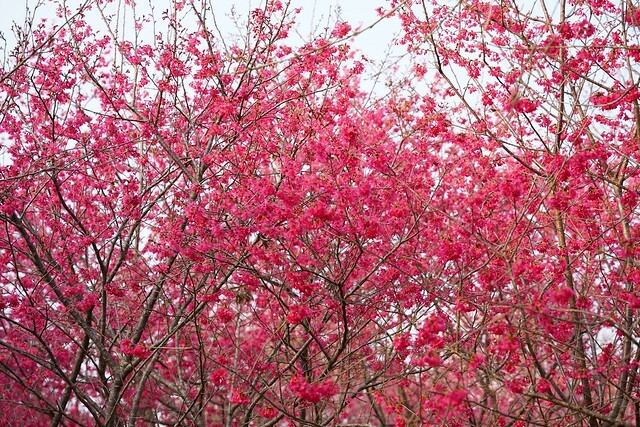 台中市中區2024新社櫻花季｜台中新社免費賞櫻景點大放送，賞櫻懶人包!