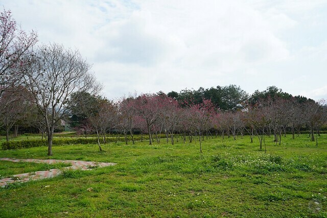 台中市中區2024新社櫻花季｜台中新社免費賞櫻景點大放送，賞櫻懶人包!