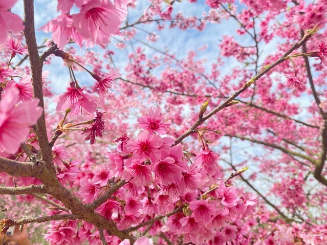 雲林縣古坑鄉2024青山坪農場｜1月15日登場，雲林賞花新秘境，粉色櫻花，免費入園