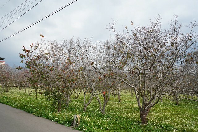 台中市中區2024新社櫻花季｜台中新社免費賞櫻景點大放送，賞櫻懶人包!