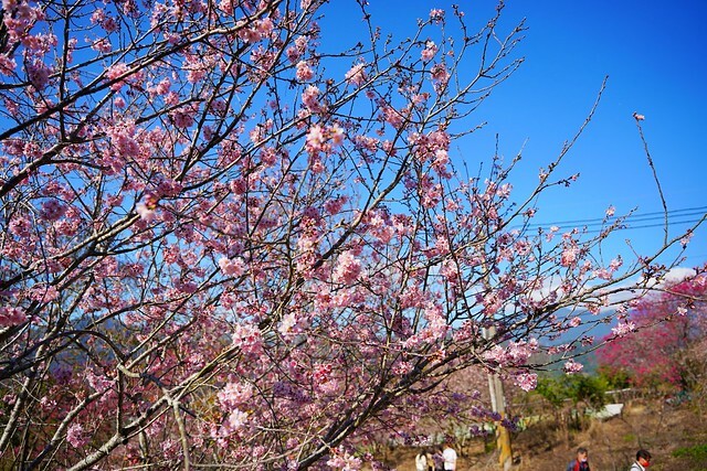 台中市中區2024新社櫻花季｜台中新社免費賞櫻景點大放送，賞櫻懶人包!