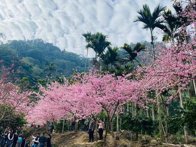 雲林縣古坑鄉2024青山坪農場｜1月15日登場，雲林賞花新秘境，粉色櫻花，免費入園