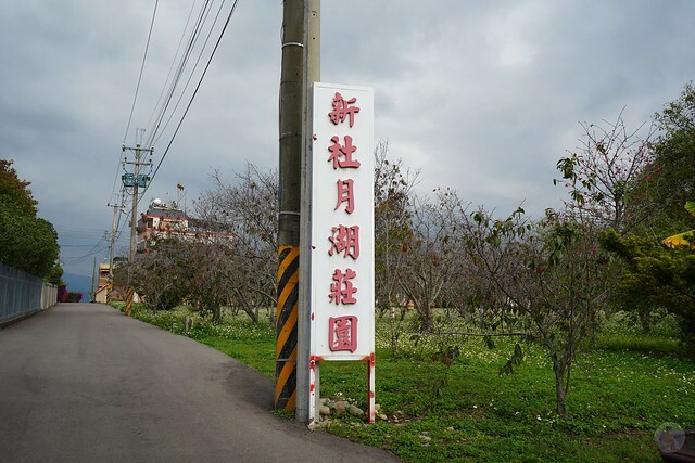 台中市中區2024新社櫻花季｜台中新社免費賞櫻景點大放送，賞櫻懶人包!