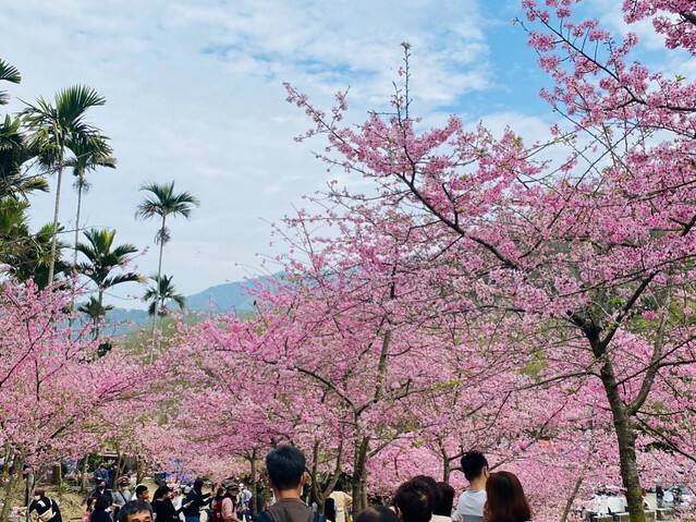 雲林縣古坑鄉2024青山坪農場｜1月15日登場，雲林賞花新秘境，粉色櫻花，免費入園