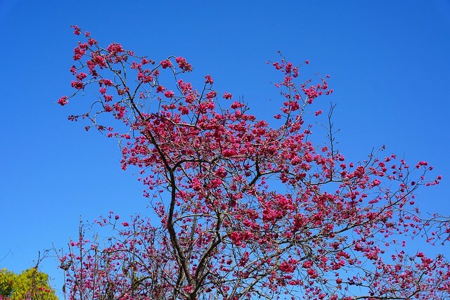 台中市中區2024新社櫻花季｜台中新社免費賞櫻景點大放送，賞櫻懶人包!