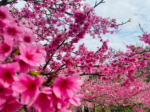 雲林縣古坑鄉2024青山坪農場｜1月15日登場，雲林賞花新秘境，粉色櫻花，免費入園