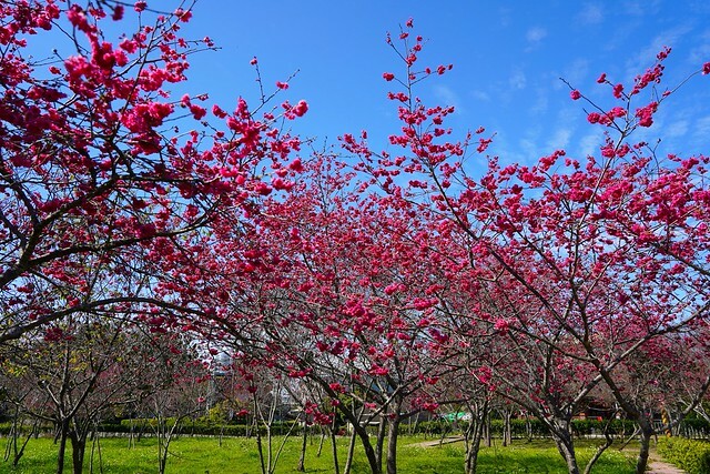 台中市中區2024新社櫻花季｜台中新社免費賞櫻景點大放送，賞櫻懶人包!
