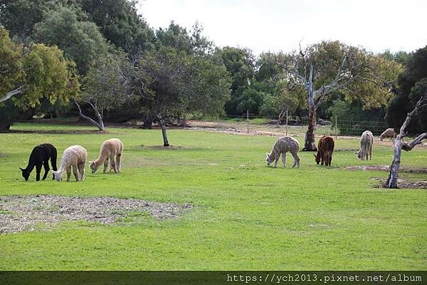 西澳旅遊/風剪樹附近Central Greenough Ca 西澳旅遊/風剪樹附近Central Greenough Ca