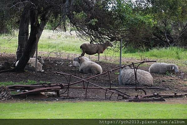 西澳旅遊/風剪樹附近Central Greenough Ca 西澳旅遊/風剪樹附近Central Greenough Ca