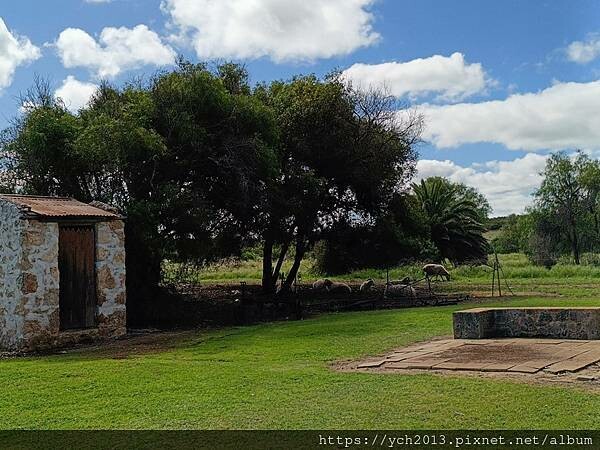 西澳旅遊/風剪樹附近Central Greenough Ca 西澳旅遊/風剪樹附近Central Greenough Ca