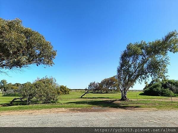 西澳旅遊/風剪樹附近Central Greenough Ca 西澳旅遊/風剪樹附近Central Greenough Ca