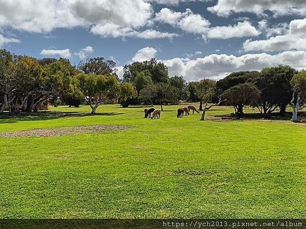 西澳旅遊/風剪樹附近Central Greenough Ca 西澳旅遊/風剪樹附近Central Greenough Ca