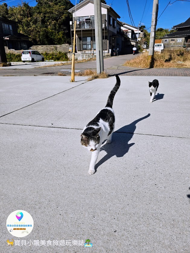 日本[旅遊]日本 福岡 漫步與可愛貓咪玩耍 北九州市小倉 藍島