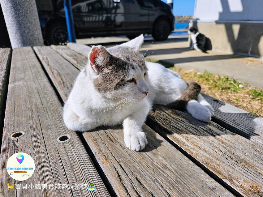 日本[旅遊]日本 福岡 漫步與可愛貓咪玩耍 北九州市小倉 藍島