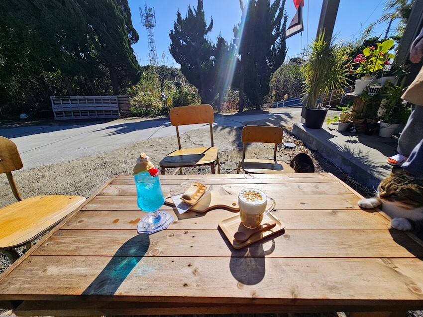 日本[旅遊]日本 福岡 漫步與可愛貓咪玩耍 北九州市小倉 藍島
