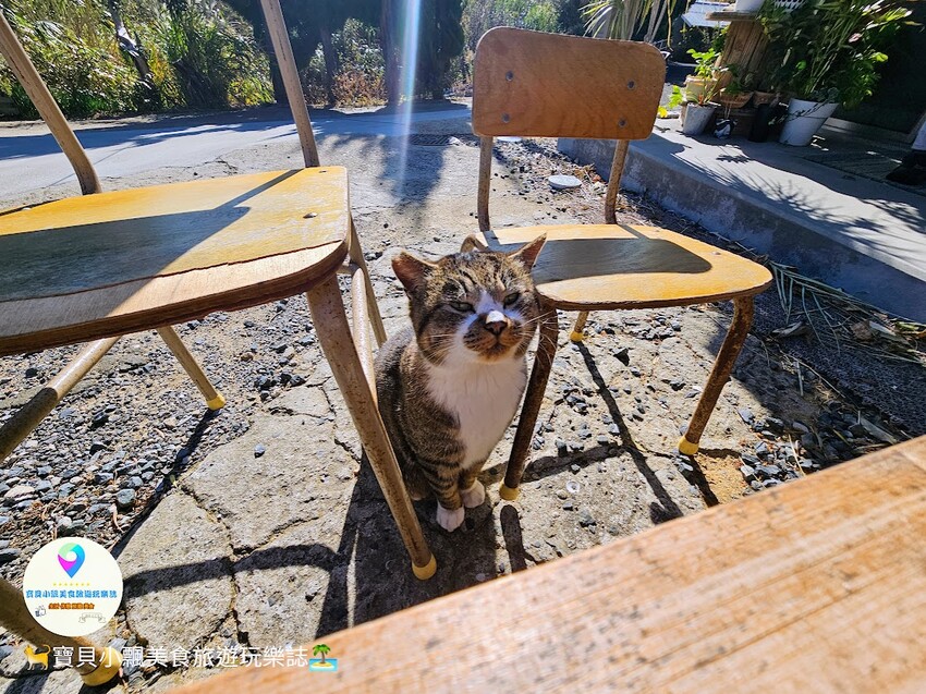 日本[旅遊]日本 福岡 漫步與可愛貓咪玩耍 北九州市小倉 藍島