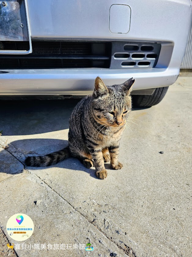 日本[旅遊]日本 福岡 漫步與可愛貓咪玩耍 北九州市小倉 藍島