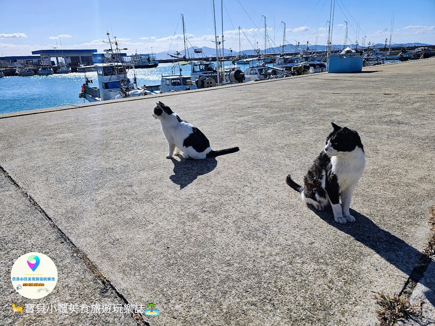 日本[旅遊]日本 福岡 漫步與可愛貓咪玩耍 北九州市小倉 藍島
