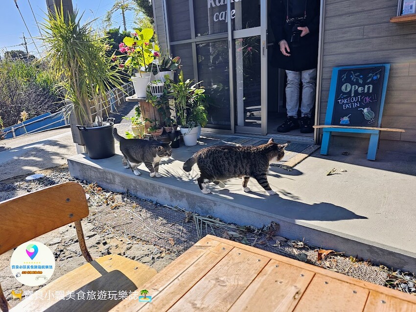 日本[旅遊]日本 福岡 漫步與可愛貓咪玩耍 北九州市小倉 藍島