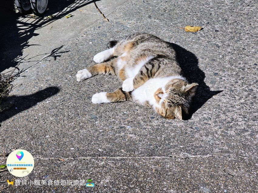 日本[旅遊]日本 福岡 漫步與可愛貓咪玩耍 北九州市小倉 藍島