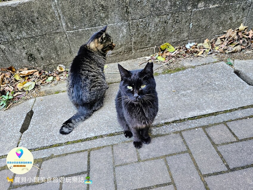 日本[旅遊]日本 福岡 漫步與可愛貓咪玩耍 北九州市小倉 藍島