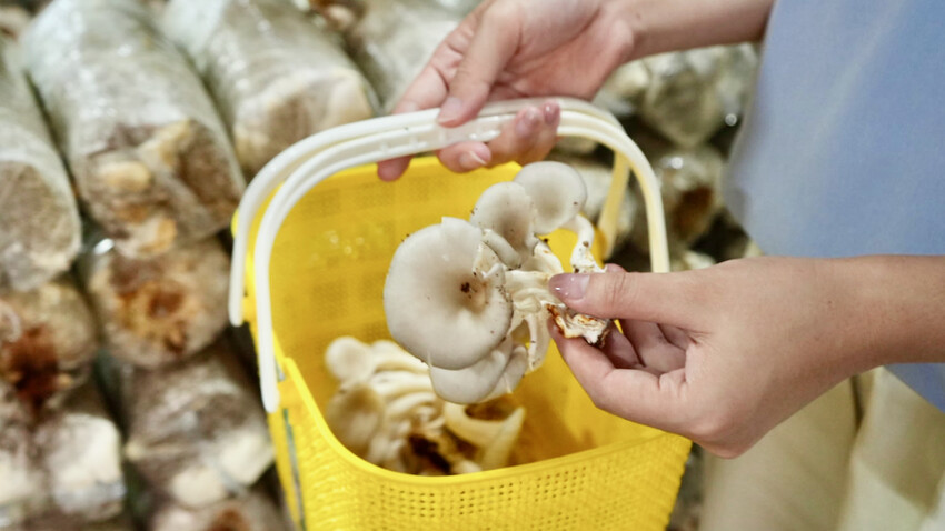 ▲南投室內親子景點推薦：豐年靈芝菇類生態農場 /Catalina旅遊小筆記 提供、WalkerLand窩客島整理​​​​​​​