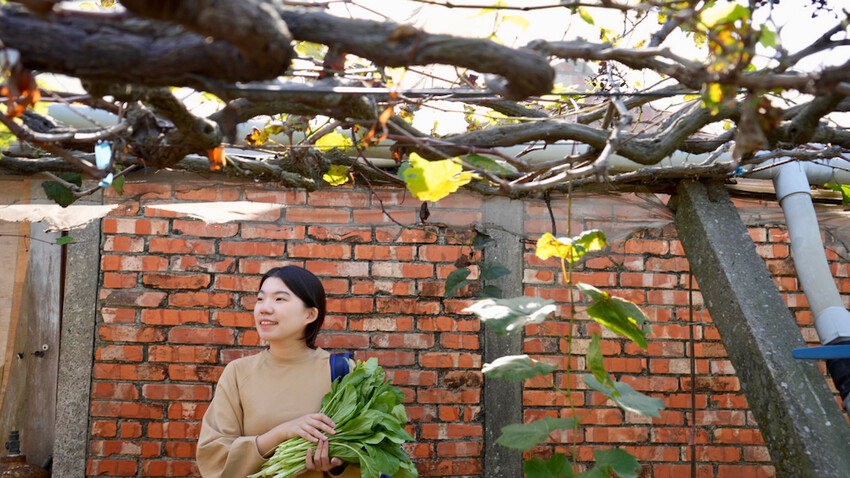 台中市外埔區[台中景點] 樹生酒莊｜一日釀酒師體驗：參觀葡萄園／熱紅酒DIY／下午茶品酒會