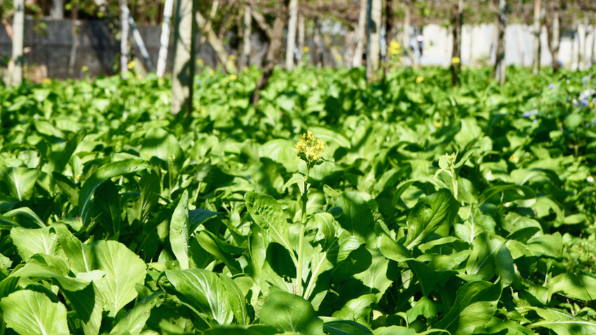 台中市外埔區[台中景點] 樹生酒莊｜一日釀酒師體驗：參觀葡萄園／熱紅酒DIY／下午茶品酒會