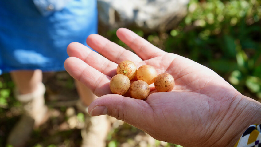 台中市外埔區[台中景點] 樹生酒莊｜一日釀酒師體驗：參觀葡萄園／熱紅酒DIY／下午茶品酒會