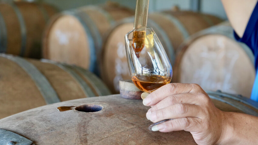 台中市外埔區[台中景點] 樹生酒莊｜一日釀酒師體驗：參觀葡萄園／熱紅酒DIY／下午茶品酒會