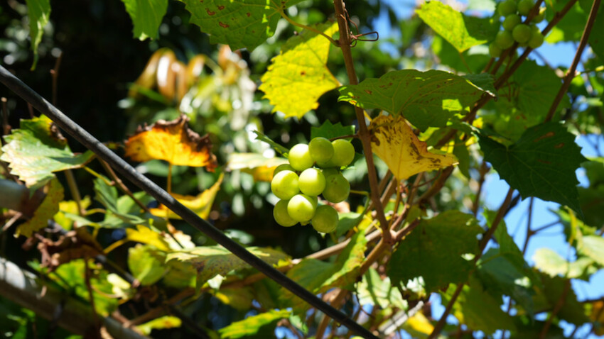 台中市外埔區[台中景點] 樹生酒莊｜一日釀酒師體驗：參觀葡萄園／熱紅酒DIY／下午茶品酒會