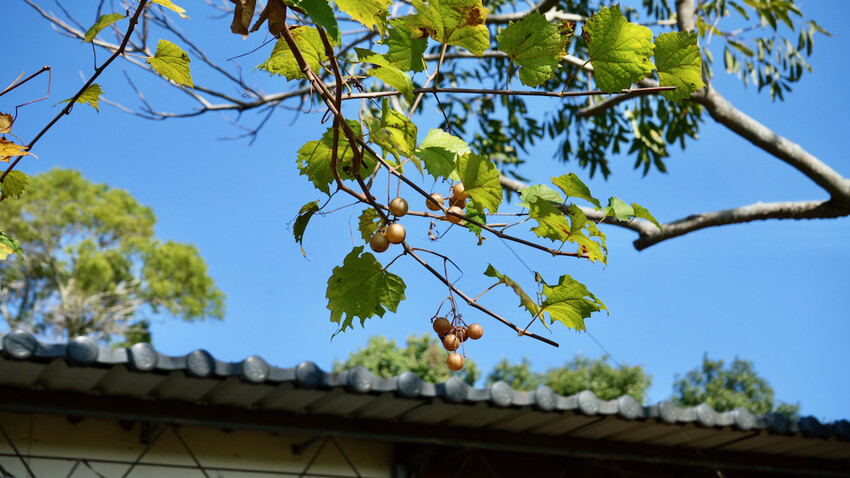 台中市外埔區[台中景點] 樹生酒莊｜一日釀酒師體驗：參觀葡萄園／熱紅酒DIY／下午茶品酒會