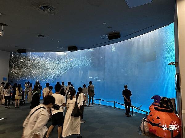 【名古屋】名古屋港水族館｜海豚秀必看，還有牡蠣尋找珍珠活動｜