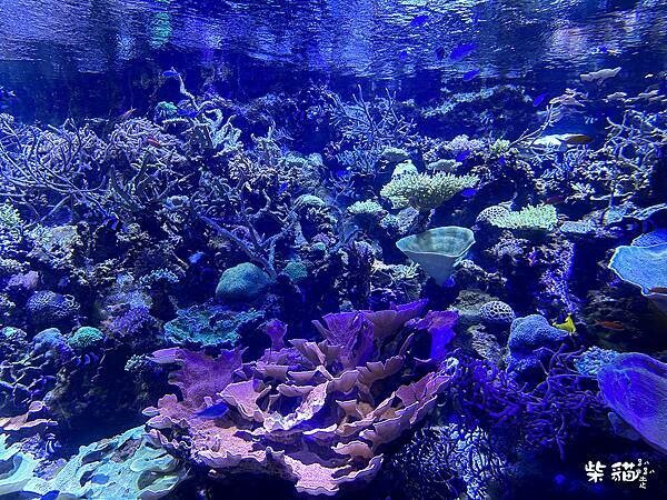 【名古屋】名古屋港水族館｜海豚秀必看，還有牡蠣尋找珍珠活動｜