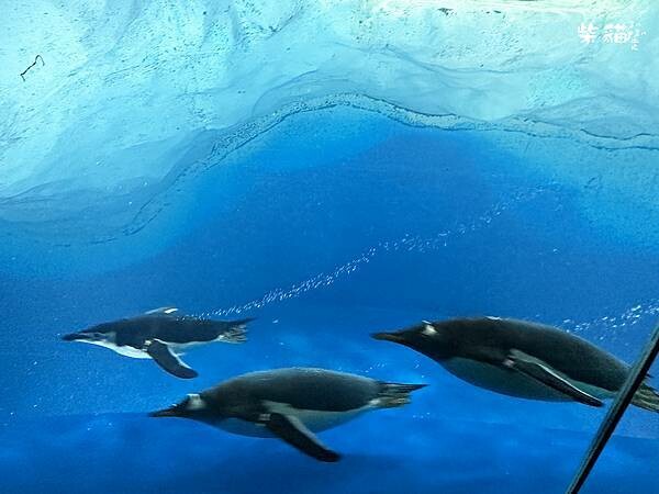 【名古屋】名古屋港水族館｜海豚秀必看，還有牡蠣尋找珍珠活動｜