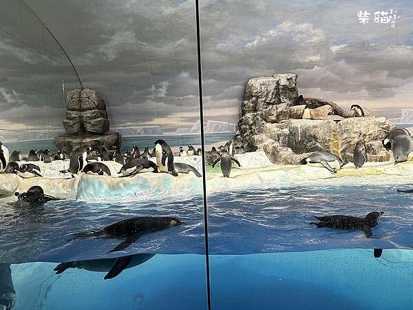 【名古屋】名古屋港水族館｜海豚秀必看，還有牡蠣尋找珍珠活動｜