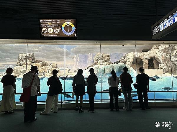 【名古屋】名古屋港水族館｜海豚秀必看，還有牡蠣尋找珍珠活動｜