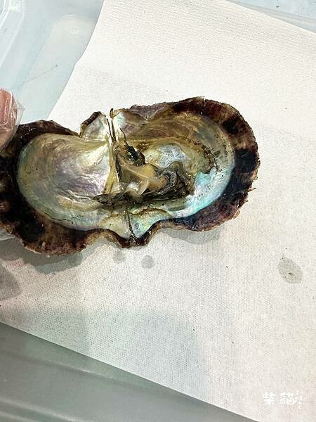 【名古屋】名古屋港水族館｜海豚秀必看，還有牡蠣尋找珍珠活動｜