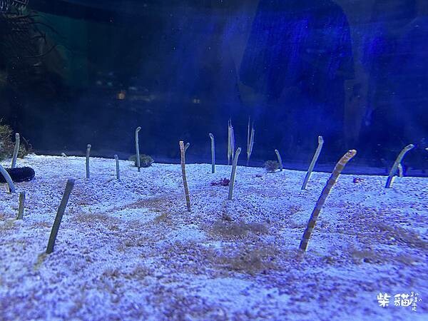 【名古屋】名古屋港水族館｜海豚秀必看，還有牡蠣尋找珍珠活動｜