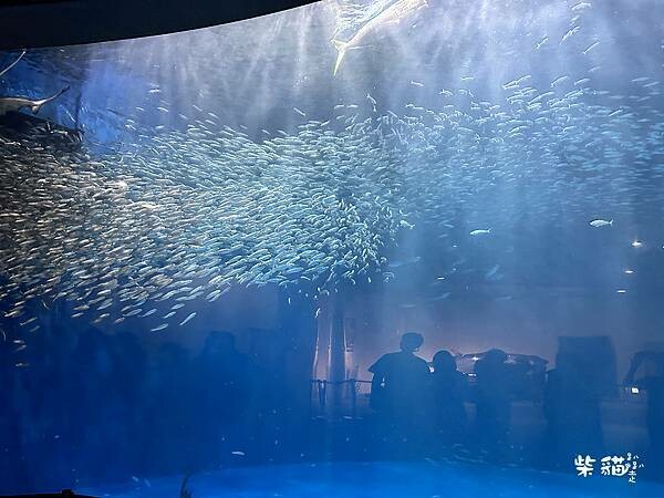 【名古屋】名古屋港水族館｜海豚秀必看，還有牡蠣尋找珍珠活動｜