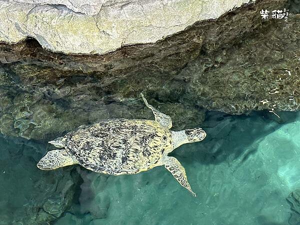 【名古屋】名古屋港水族館｜海豚秀必看，還有牡蠣尋找珍珠活動｜