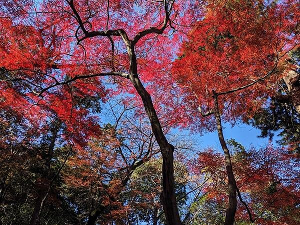 埼玉紅葉-平林寺