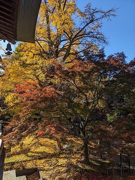 東京紅葉-九品佛淨真寺